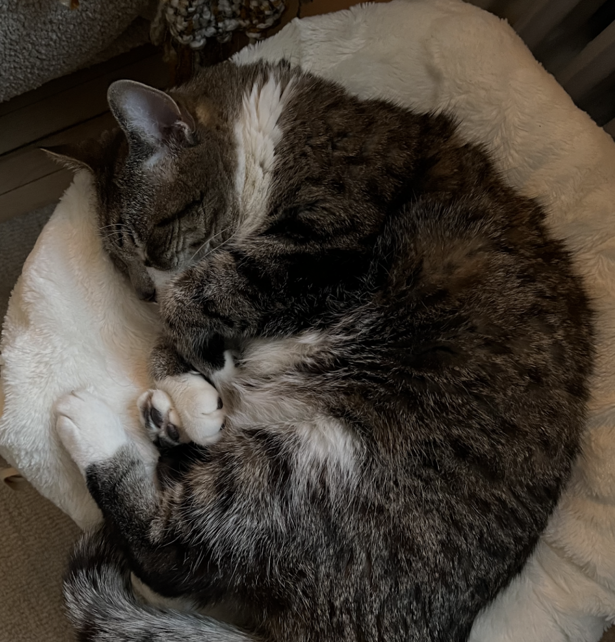 Olivia, the friendly clinic cat at Ebb'nFlow Therapeutics